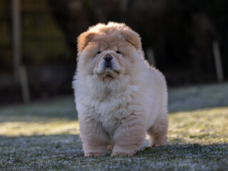 Cream Chow Puppy