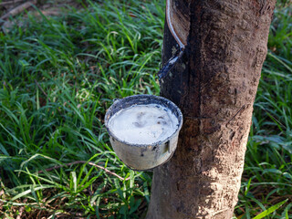 Close-up of natural fresh rubber latex from rubber trees