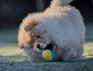 Cream Chow Puppy