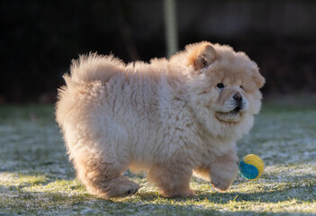 Cream Chow Puppy
