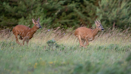 Capreolus capreolus - Roe deer - Chevreuil d'Europe