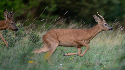 Capreolus capreolus - Roe deer - Chevreuil d'Europe © Thomas