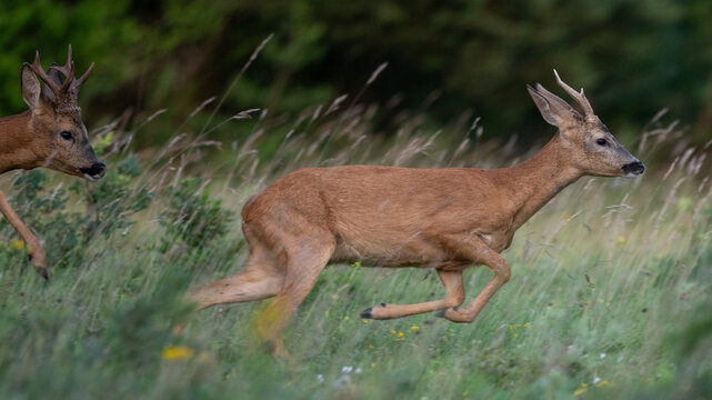 Capreolus capreolus - Roe deer - Chevreuil d'Europe