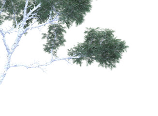 ghost gum tree and branch isolated	
