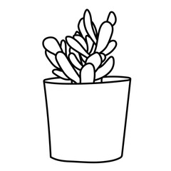 Plante d'intérieur - Cactus