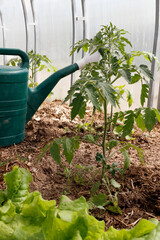 Watering can in a greenhouse with tomatoes. Watering seedlings