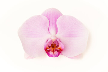 Orchid flower isolated on a white background