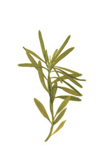 Dried green sprig on a white background