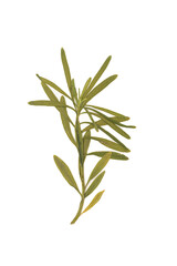 Fototapeta premium Dried green sprig on a white background