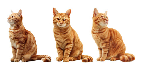  set of orange cat on transparent background, cute cat