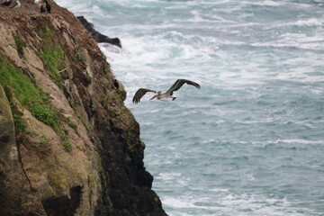 Pelican on a shore - 723812959