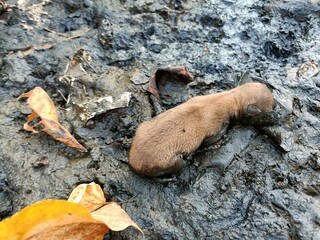 Stray dogs roam around looking for food.