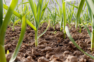 Young garlic growing in the garden. Rows of green shoots in spring. 