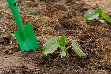Young cucumber plants in the open ground. Growing eco-vegetables