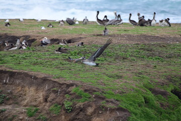 Pelican flying near the shore - 723813565