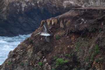 Pelican flying near the shore - 723813751