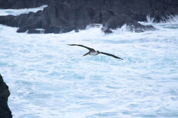 Pelican flying near the shore - 723813925