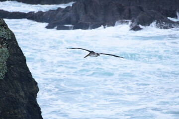 Pelican on a shore - 723813985