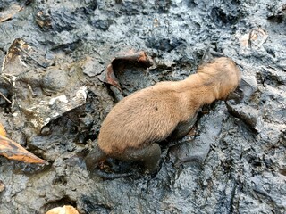 Stray dogs roam around looking for food.