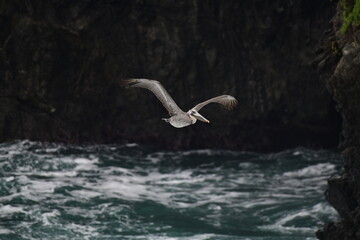 pelican flying near a shore - 723814342
