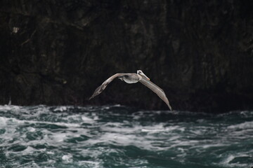 pelican flying near a shore - 723814351