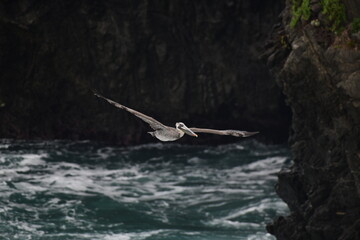 pelican flying near a shore - 723814522