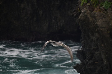 Pelican flying near the shore - 723814570