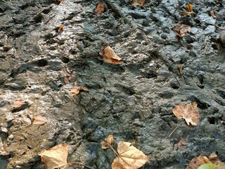 A dry leaf floating on the surface of the water