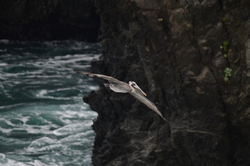 pelican flying near a shore - 723814747