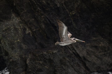 pelican flying near a shore - 723815128