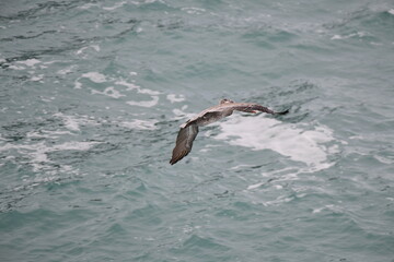 Pelican flying near the shore - 723815175