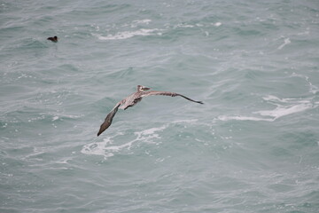 Pelican flying near the shore - 723815304