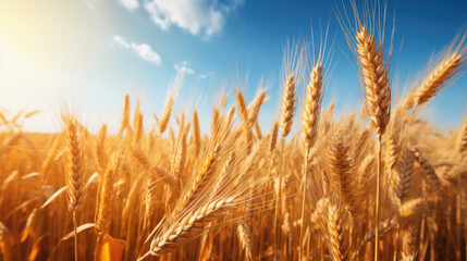 Fototapeta premium Wheat field. Ears of golden wheat close up. Rich harvest Concept .