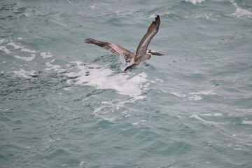Pelican flying near the shore - 723815328