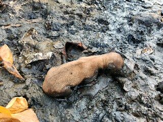 Stray dogs roam around looking for food.