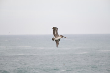 Pelican flying near the shore - 723815701