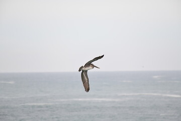 Pelican flying near the shore - 723815969