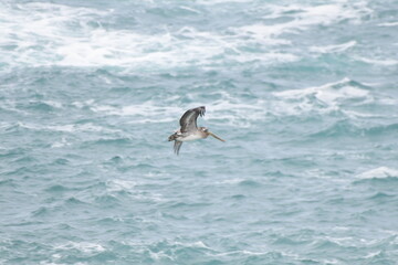 Pelican flying near the shore