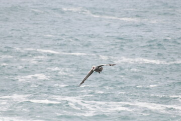 Pelican flying near the shore