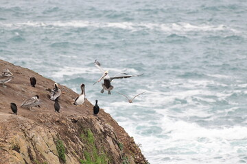 sea birds resting on a rock near a stormy shore - 723816911