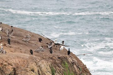 sea birds resting on a rock near a stormy shore - 723816942