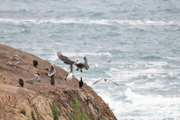sea birds resting on a rock near a stormy shore - 723816962