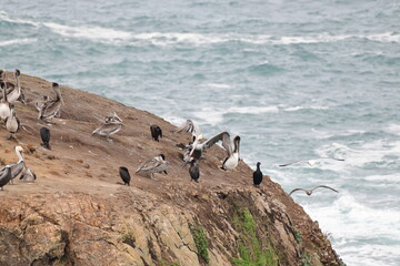 sea birds resting on a rock near a stormy shore - 723816987