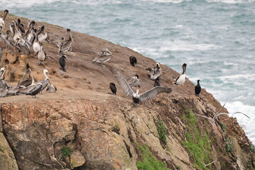 sea birds resting on a rock near a stormy shore - 723817115