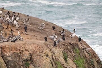 sea birds resting on a rock near a stormy shore - 723817126