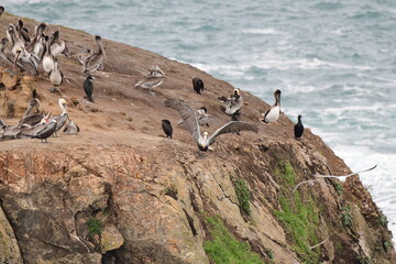sea birds resting on a rock near a stormy shore