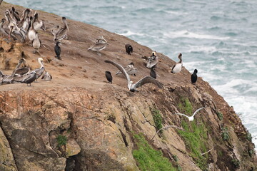 sea birds resting on a rock near a stormy shore - 723817323