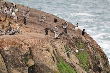 sea birds resting on a rock near a stormy shore - 723817362