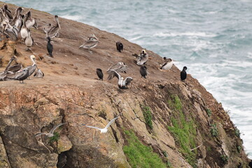 sea birds resting on a rock near a stormy shore - 723817515