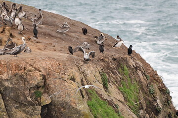 sea birds resting on a rock near a stormy shore - 723817569